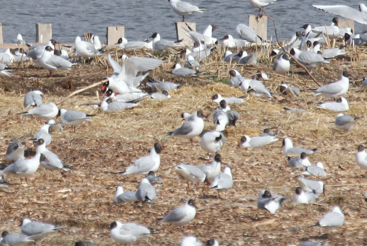 Mediterranean Gull - ML645067506