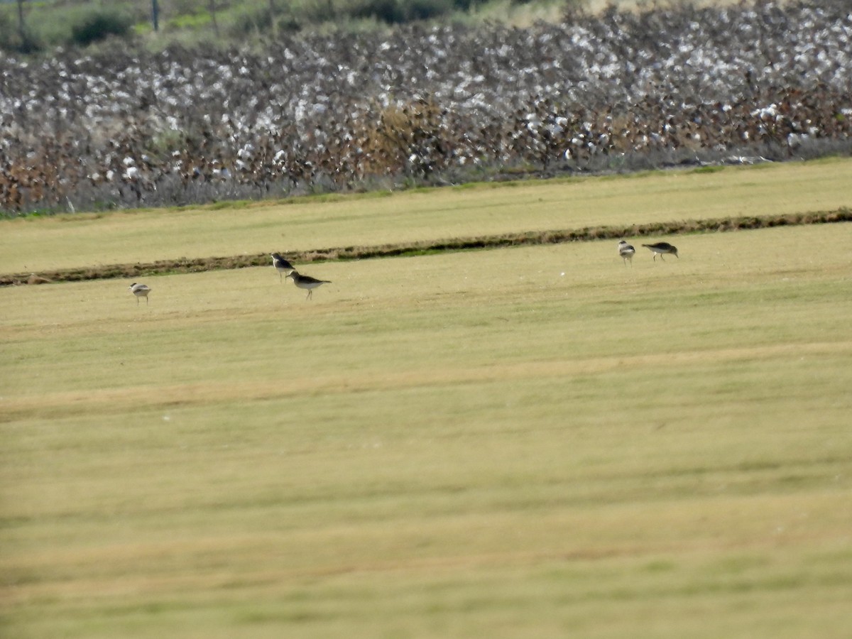 Горный зуёк - ML645067507