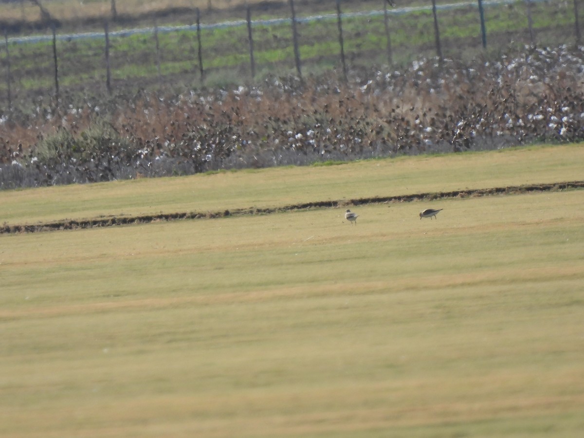 Горный зуёк - ML645067508