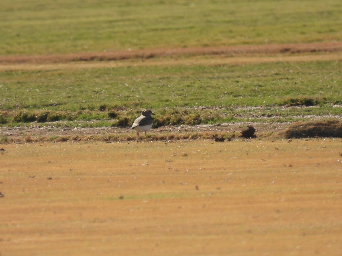 Горный зуёк - ML645067509