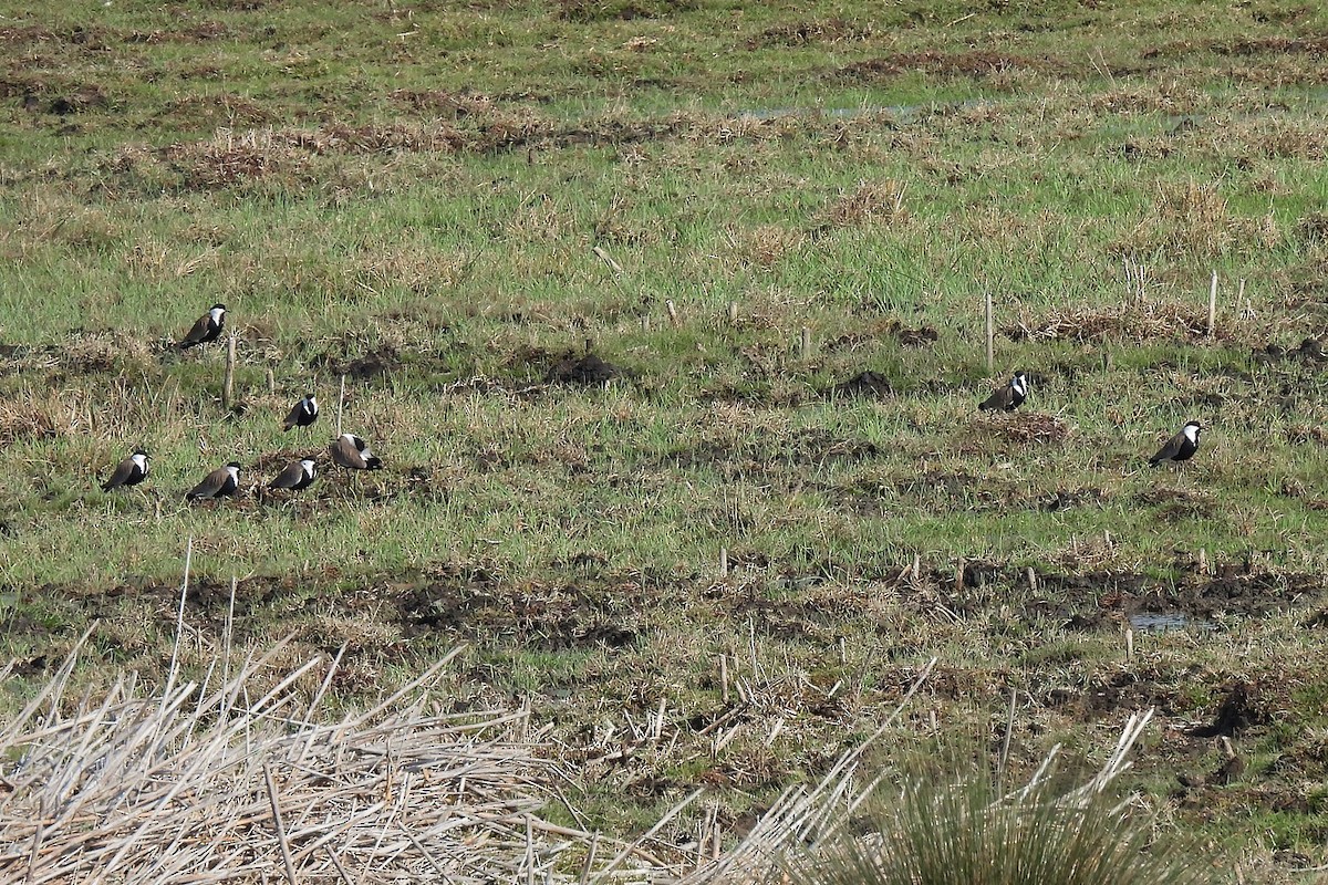 Spur-winged Lapwing - ML645067510