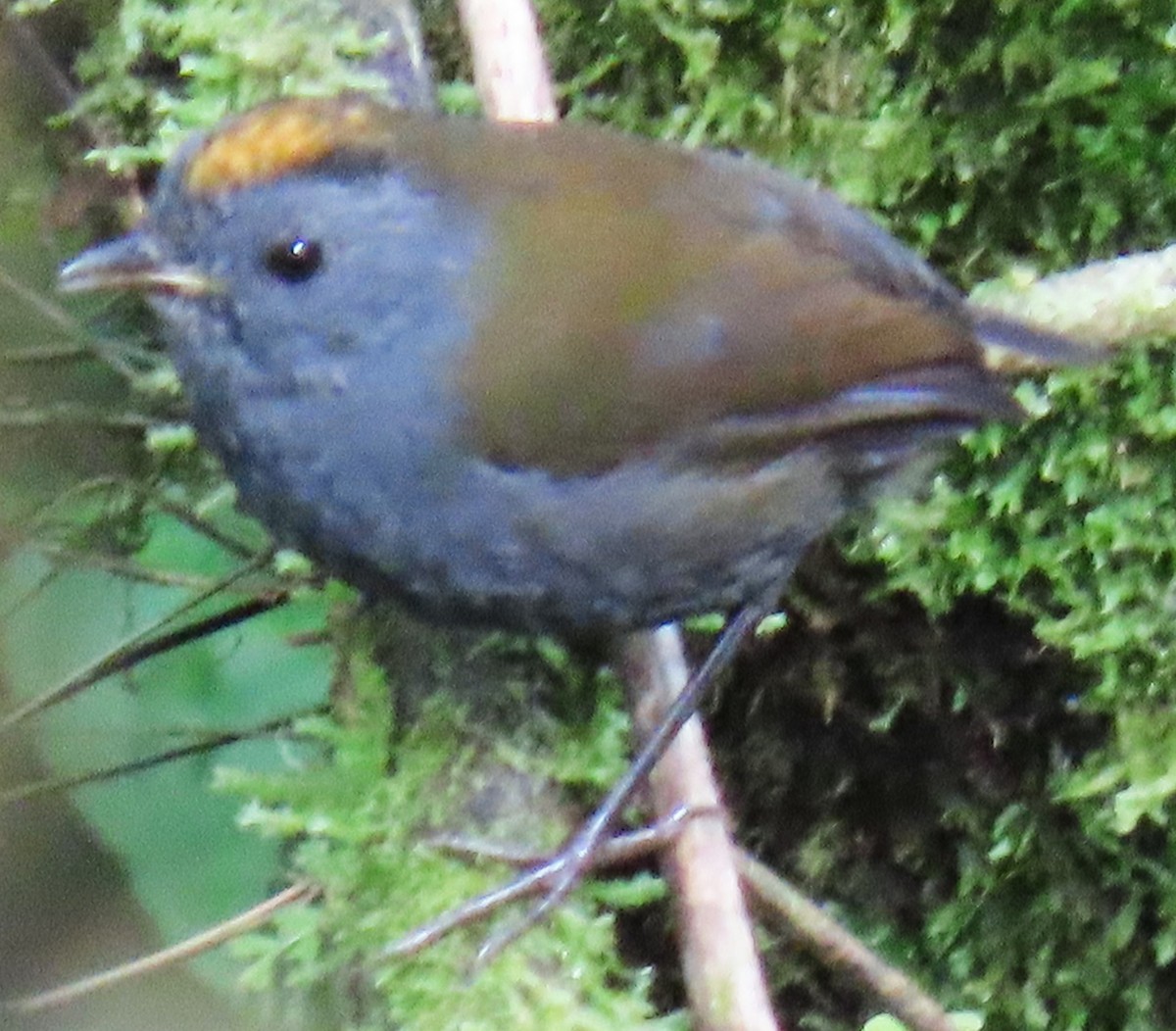 Wrenthrush - ML645067515