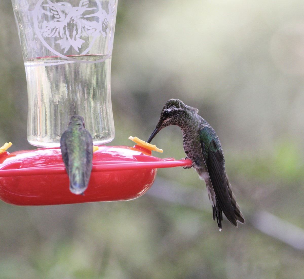 Rivoli's Hummingbird - ML645067519