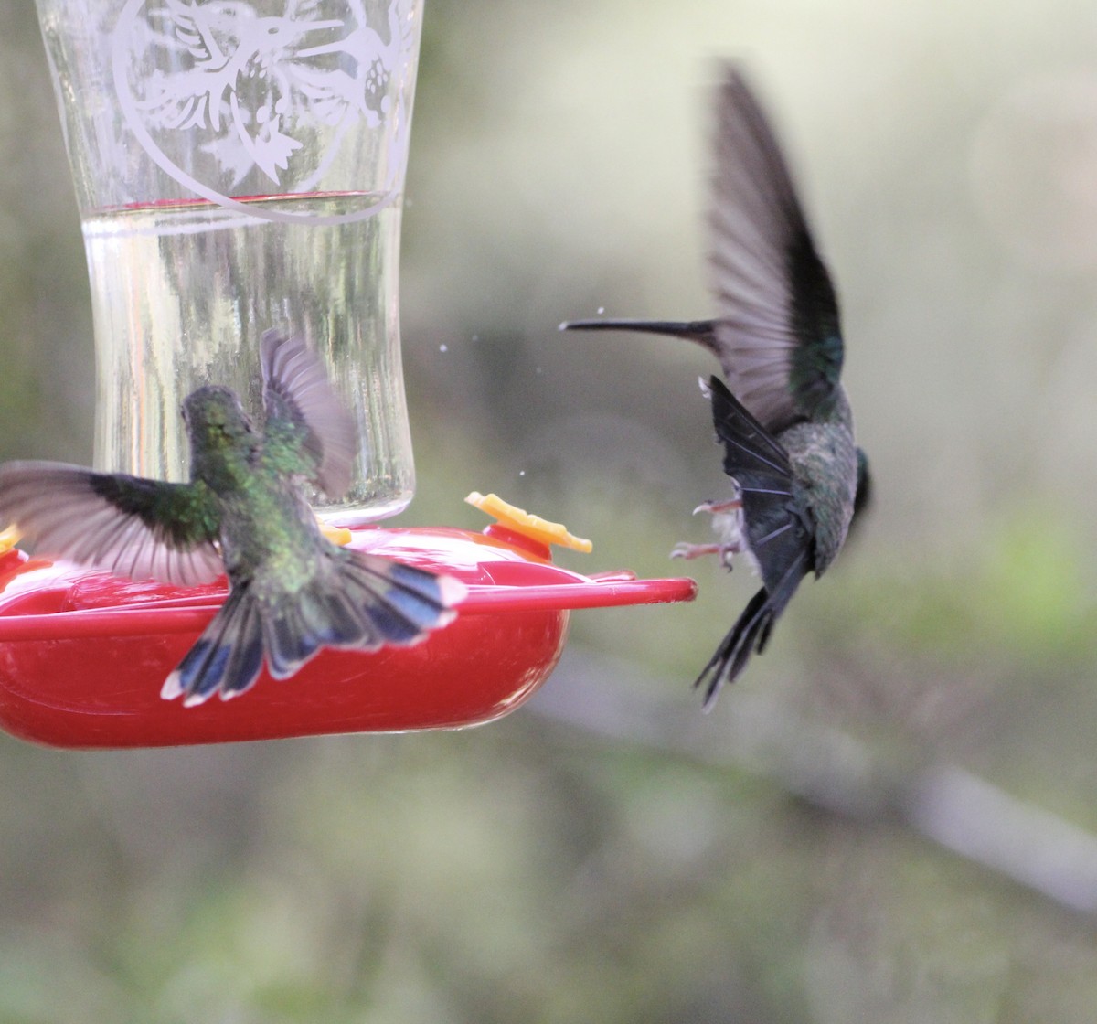 Rivoli's Hummingbird - ML645067522