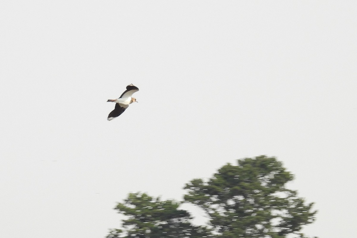 Northern Lapwing - ML645067523