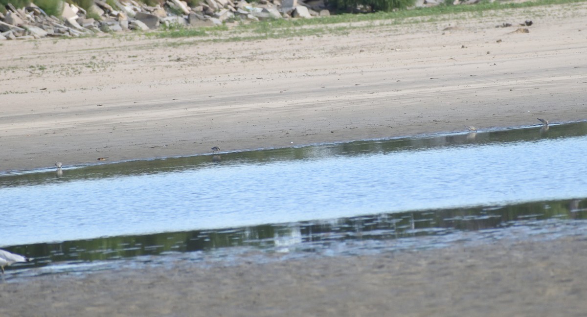 Red Knot - ML645067532