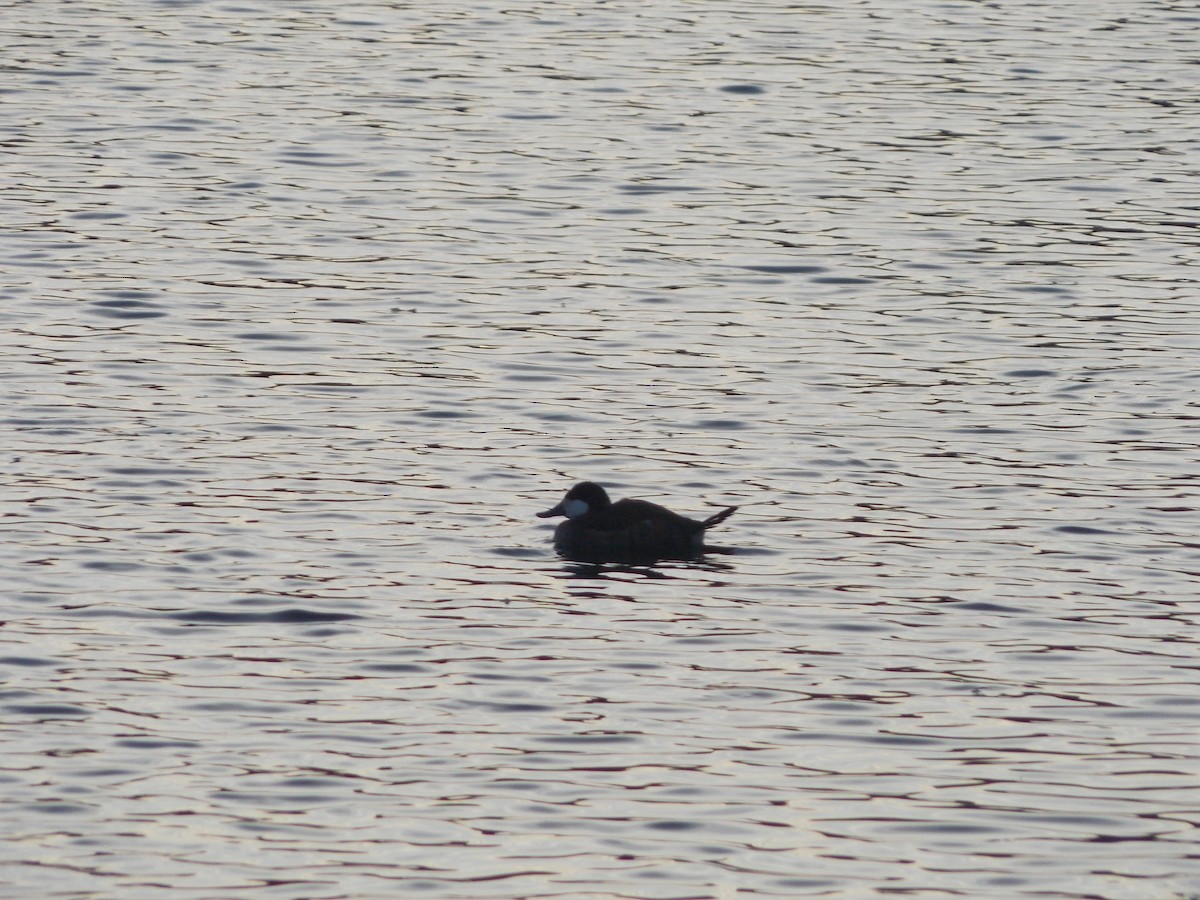 Ruddy Duck - ML645067549