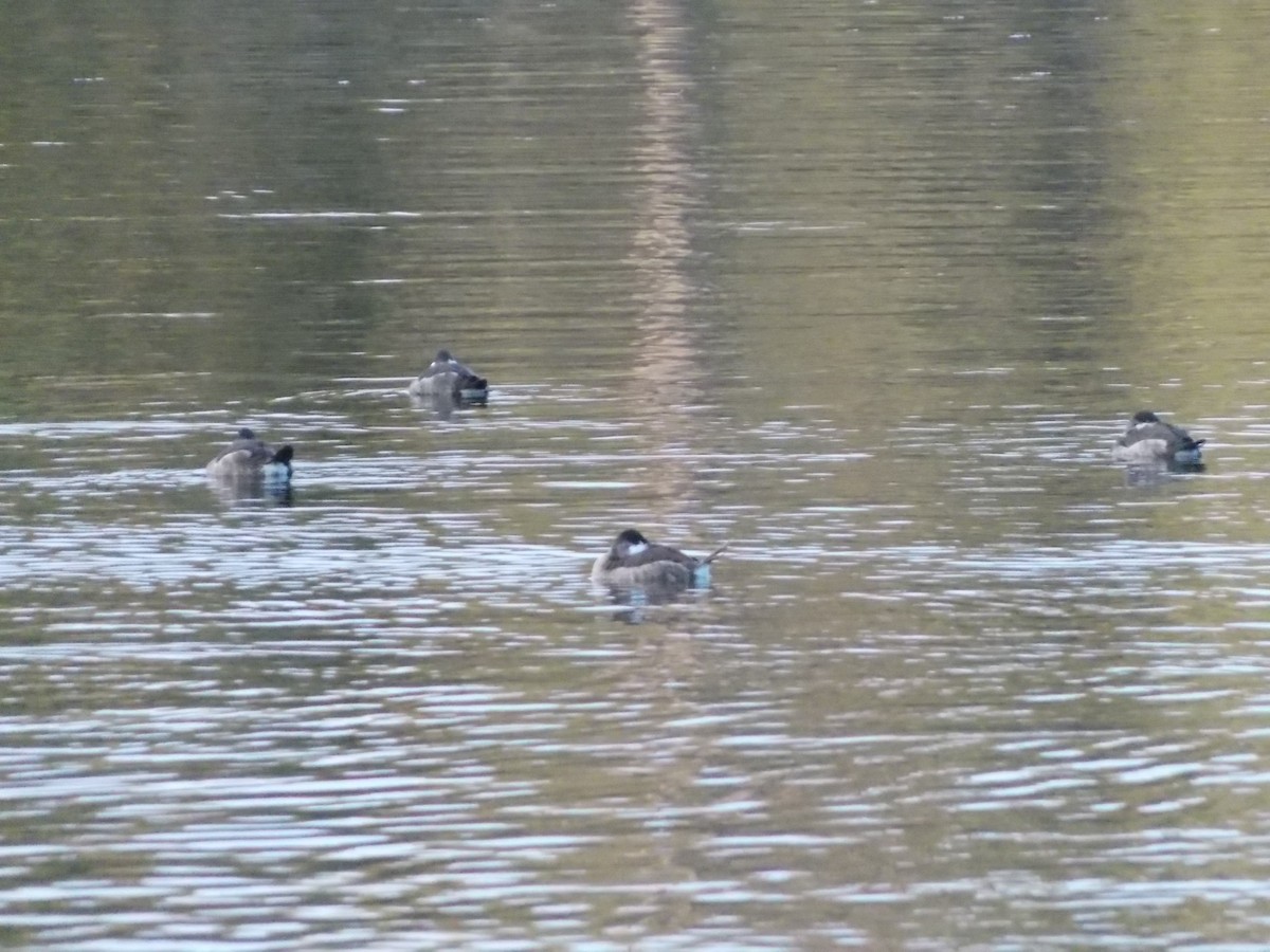 Ruddy Duck - ML645067550