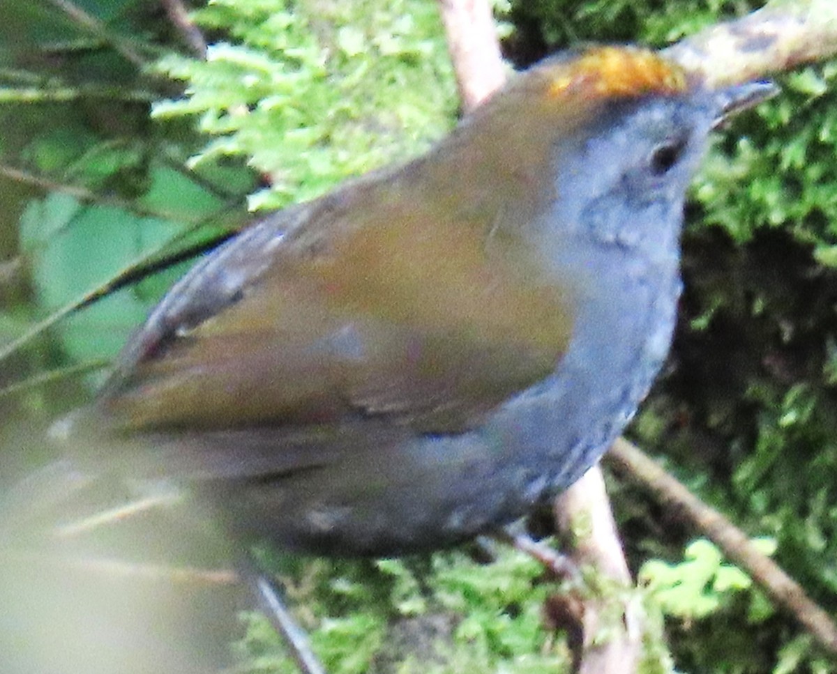 Wrenthrush - ML645067552