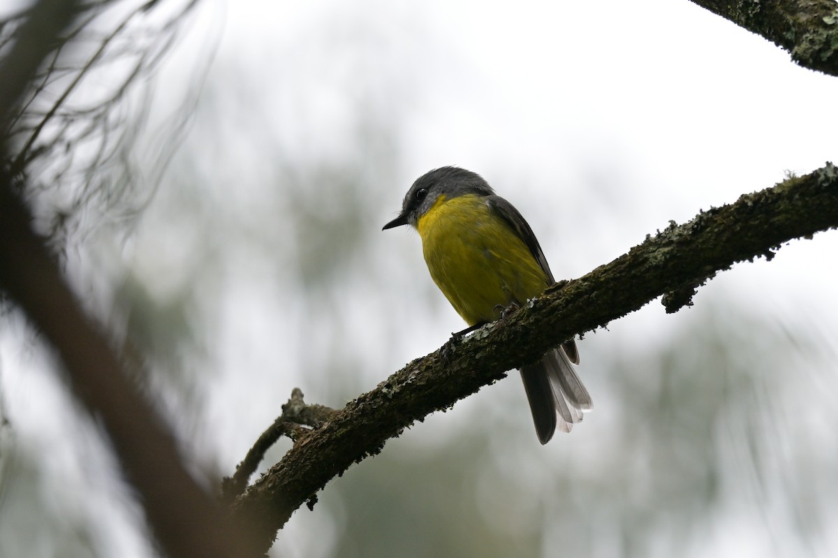 Eastern Yellow Robin - ML645067561