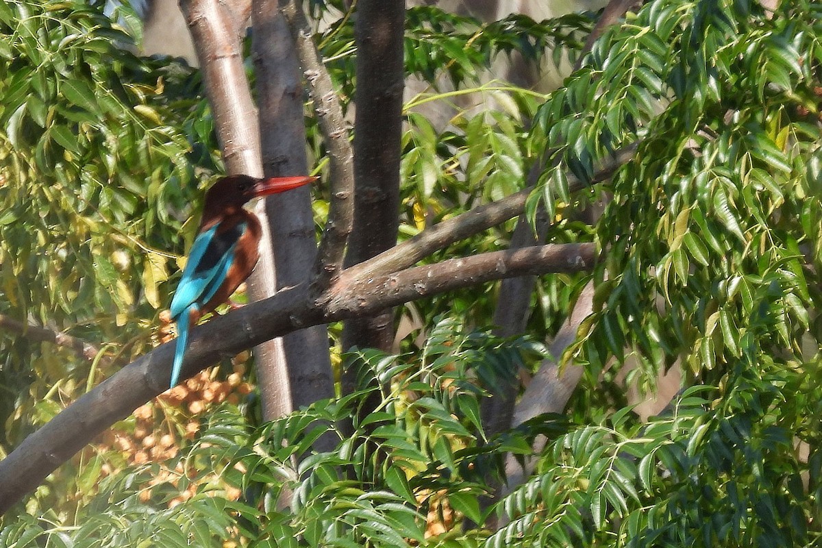 White-throated Kingfisher - ML645067563