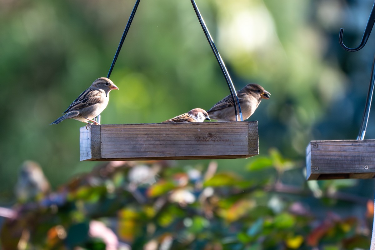 Ağaç Serçesi - ML645067575