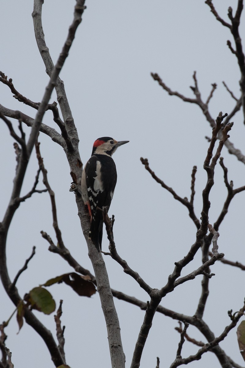 Syrian Woodpecker - ML645067578
