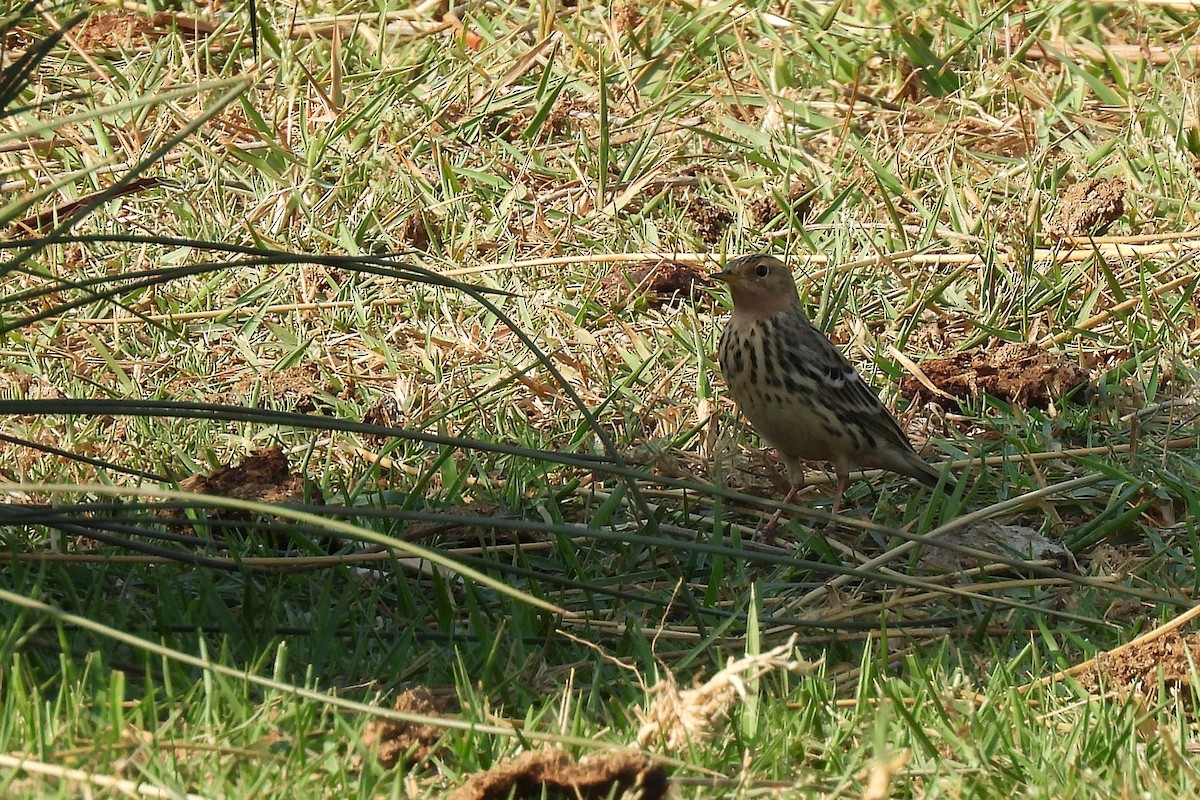 Red-throated Pipit - ML645067579