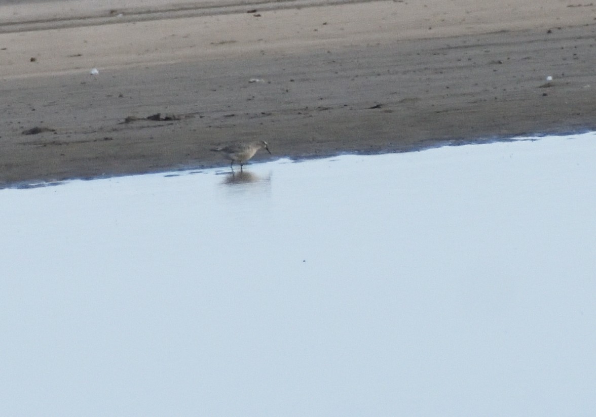 Red Knot - ML645067580