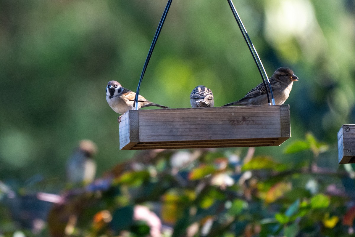 Ağaç Serçesi - ML645067585