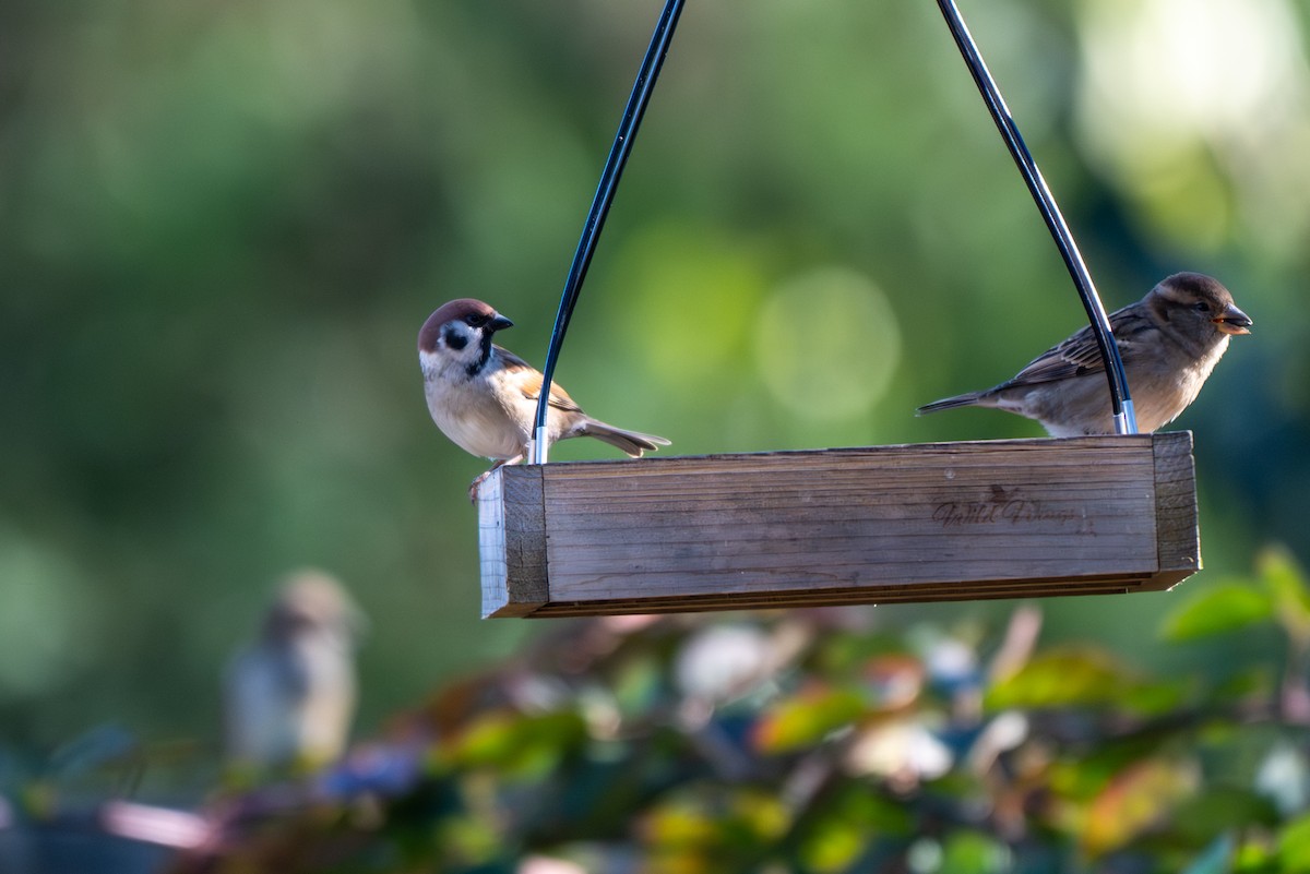 Ağaç Serçesi - ML645067590