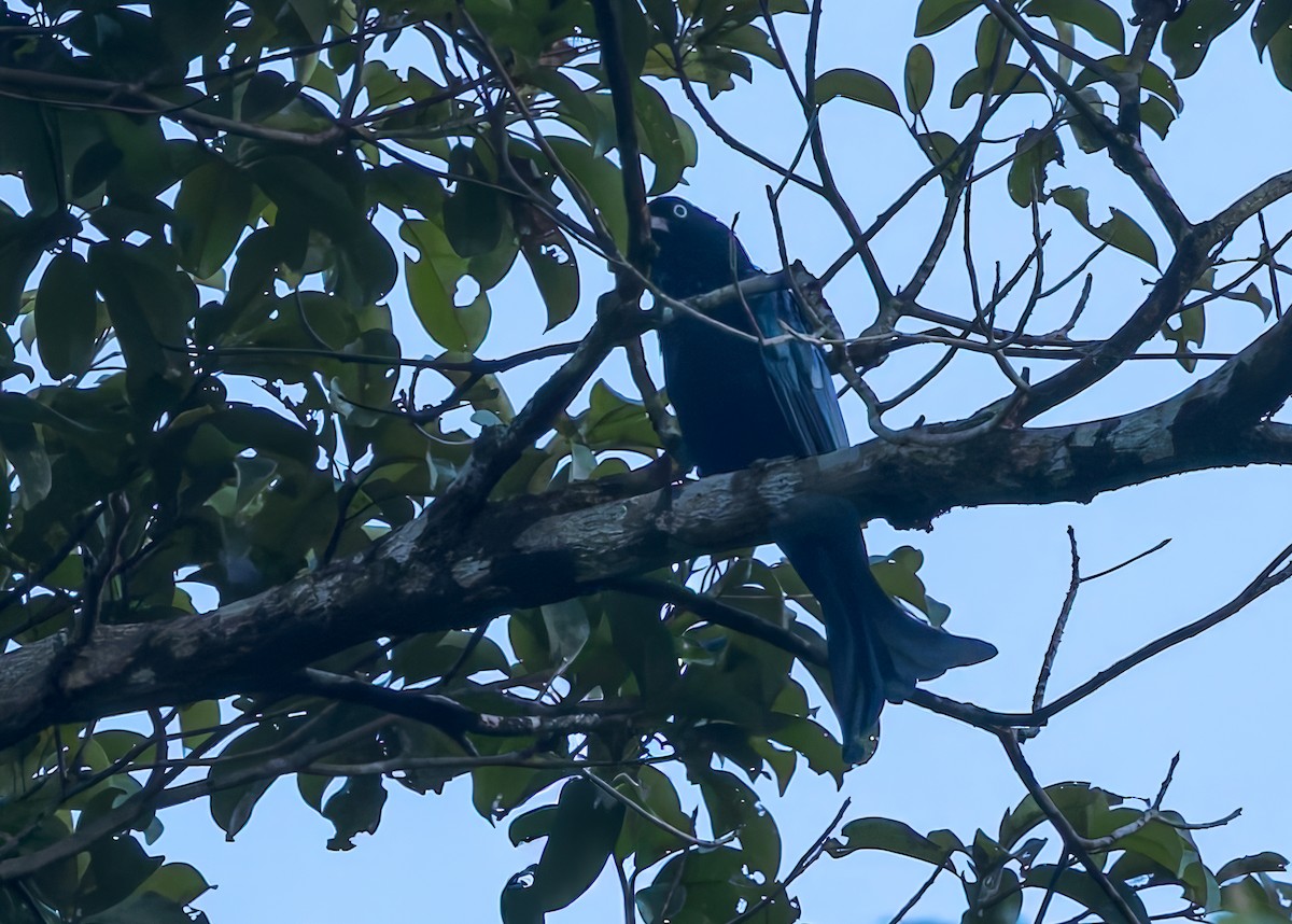 Hair-crested Drongo (White-eyed) - ML645067591