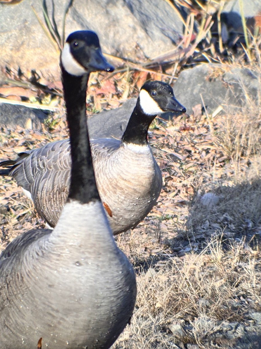 Cackling Goose - ML645067593