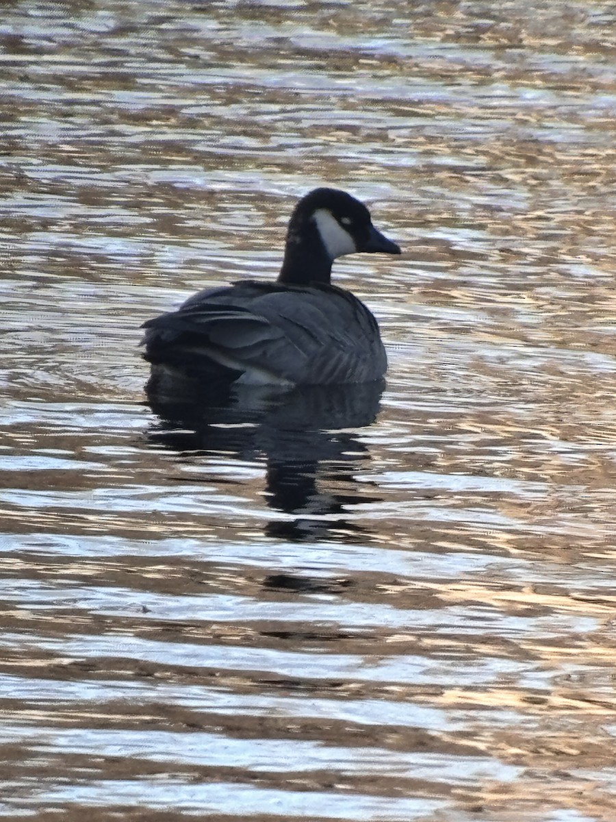 Cackling Goose - ML645067594