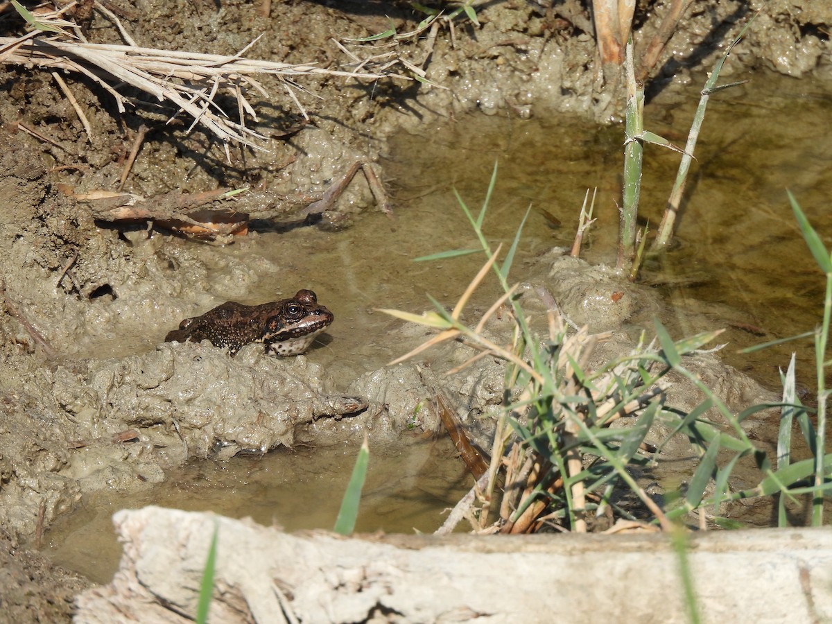 Marsh Frog - ML645067595