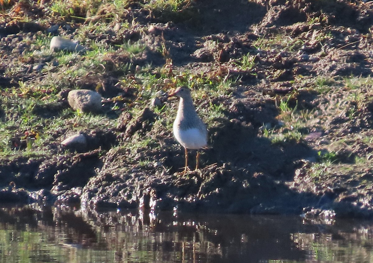 Çizgili Kumkuşu - ML645067612