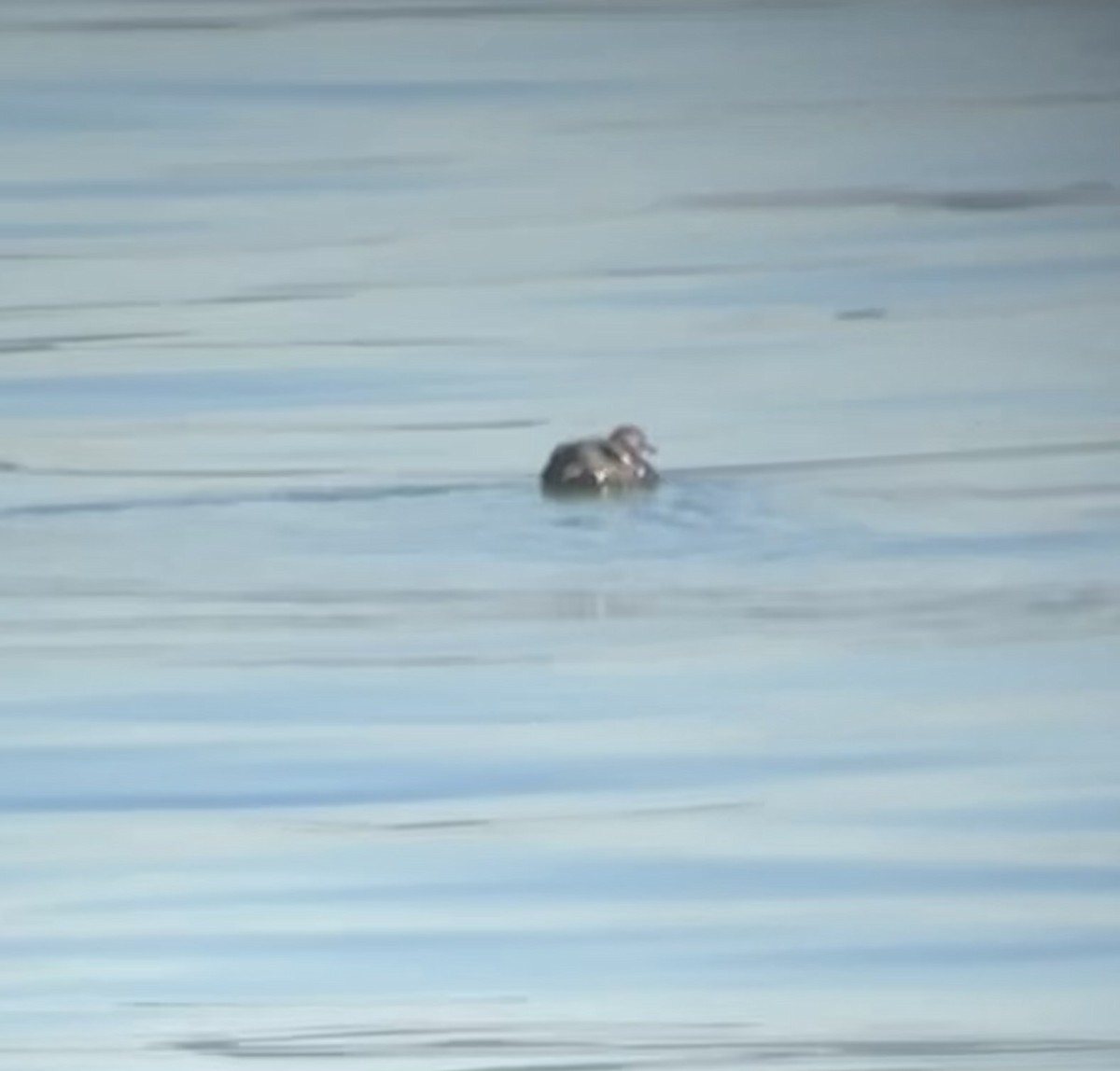 Cassin's Auklet - ML645067621