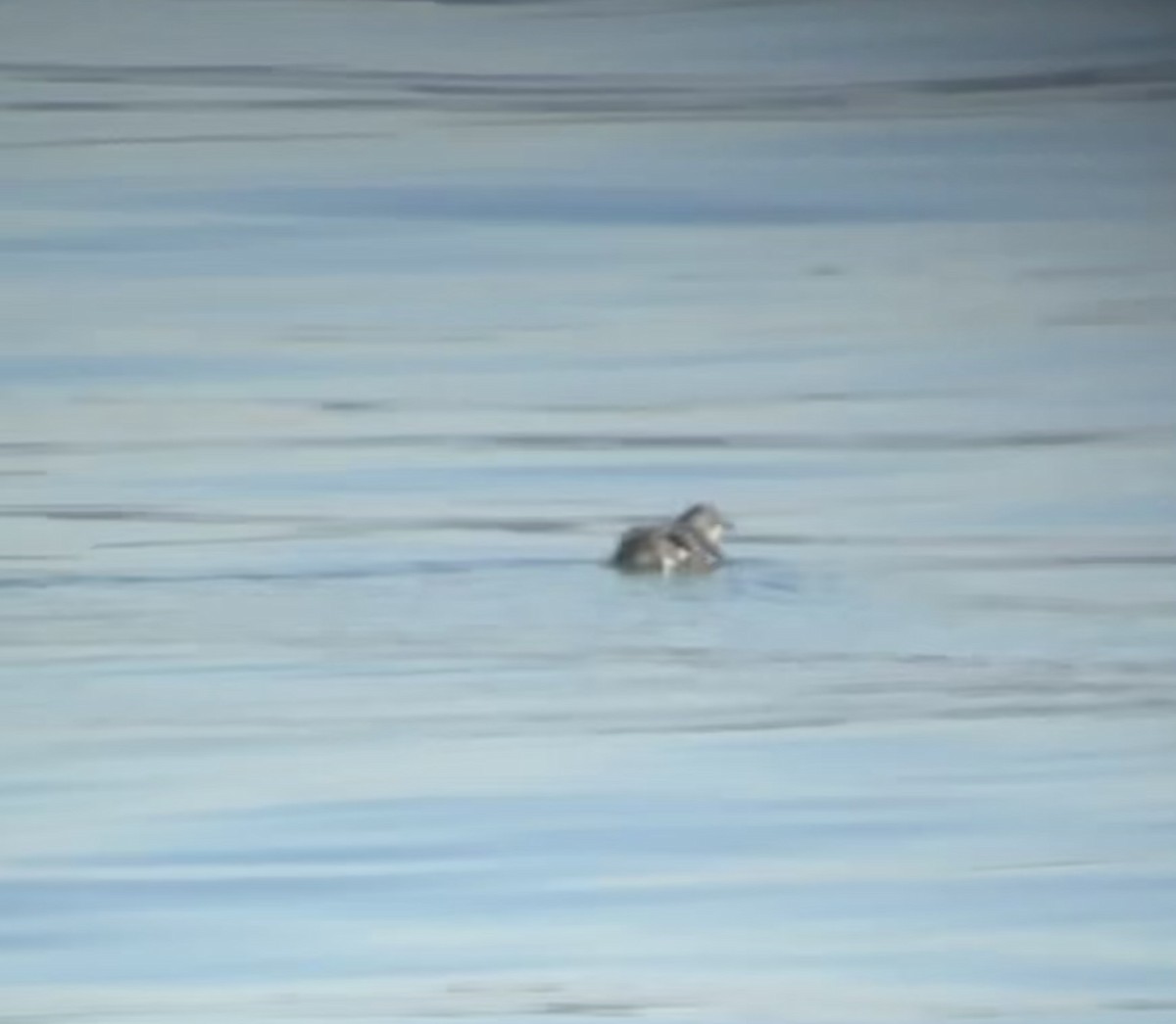 Cassin's Auklet - ML645067622