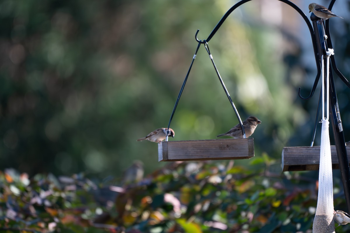 Ağaç Serçesi - ML645067631