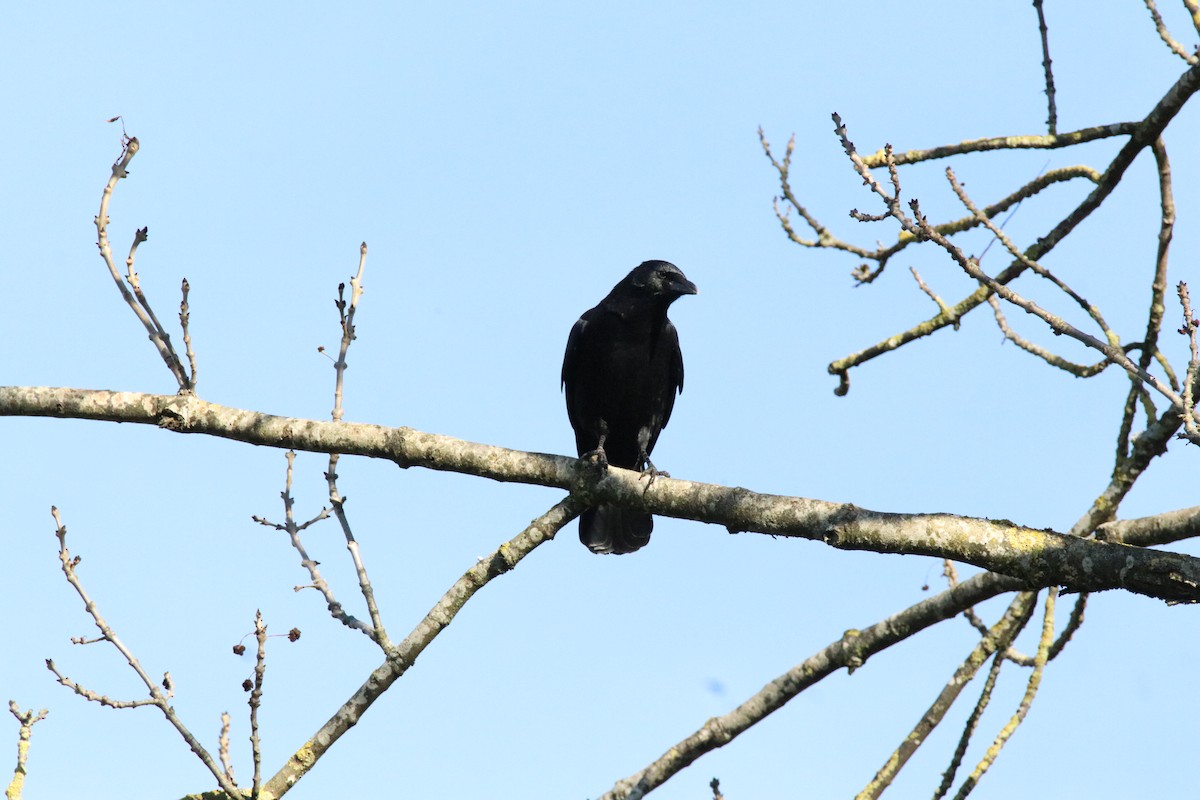 Carrion Crow - ML645067645