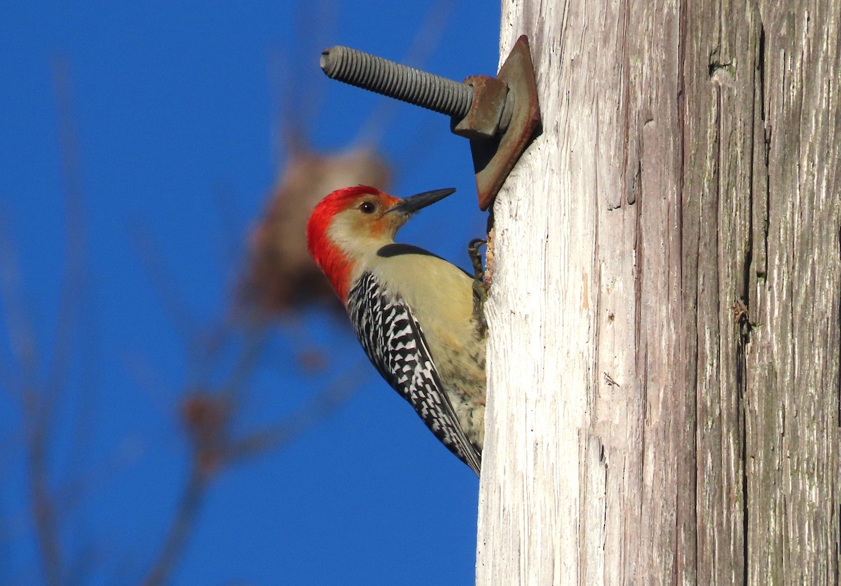 Red-bellied Woodpecker - ML645067649