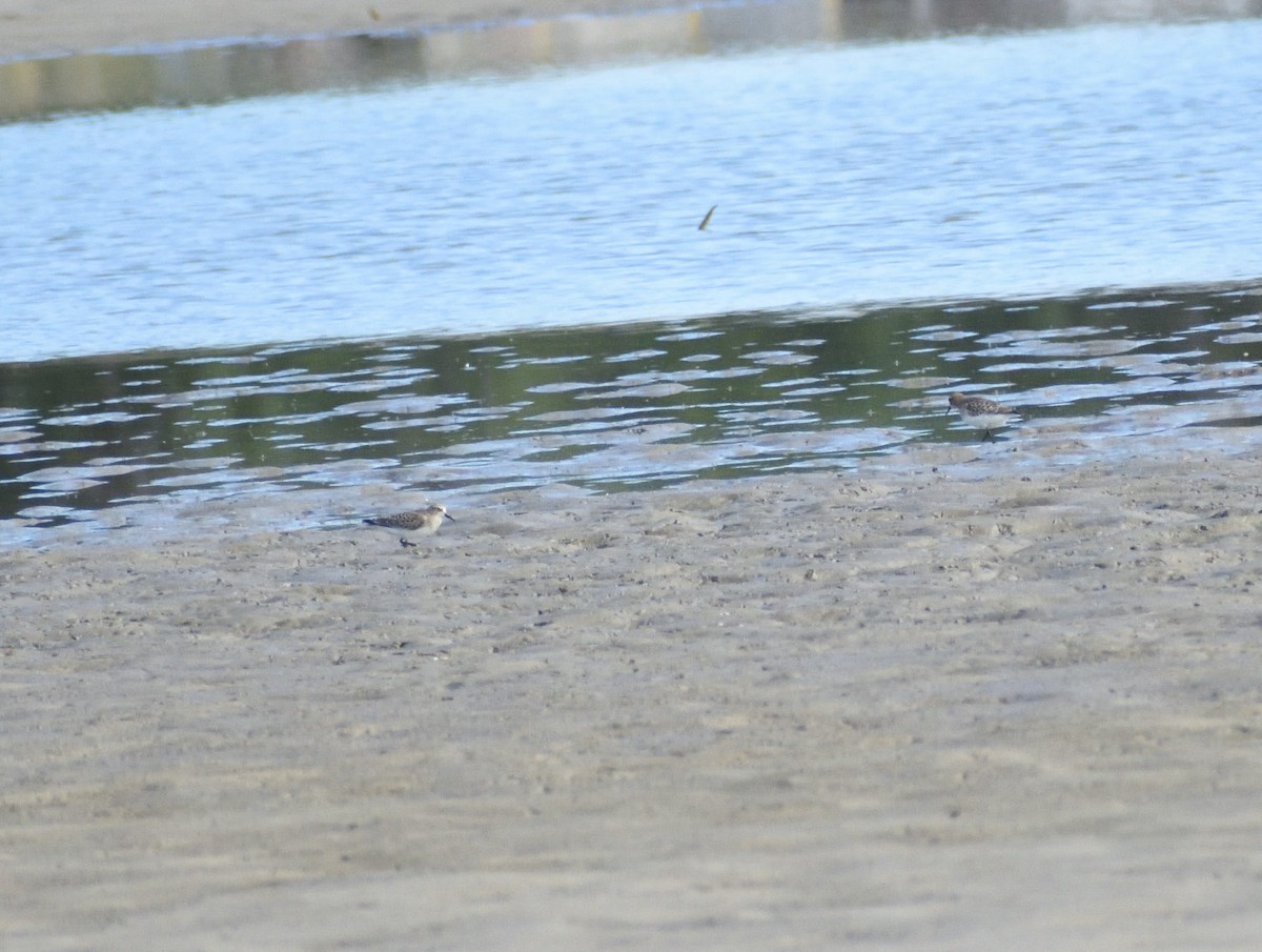 Semipalmated Sandpiper - ML645067650