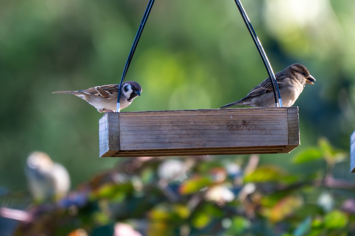 Ağaç Serçesi - ML645067651