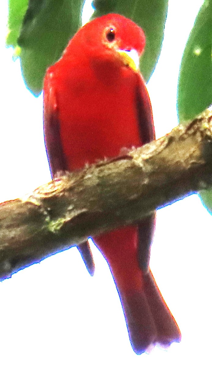 Summer Tanager - ML645067667