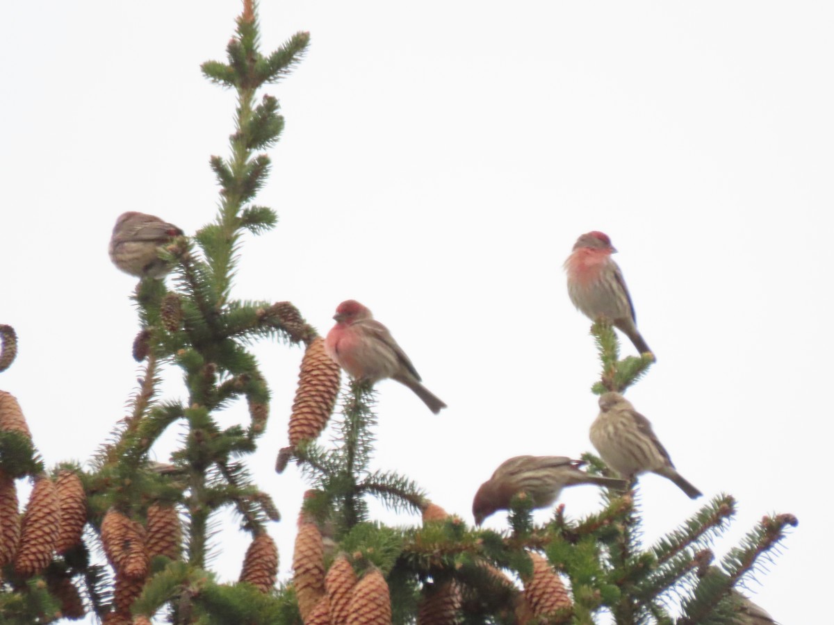 House Finch - ML645067678