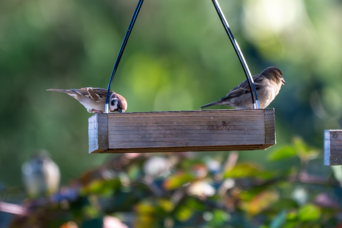 Ağaç Serçesi - ML645067679