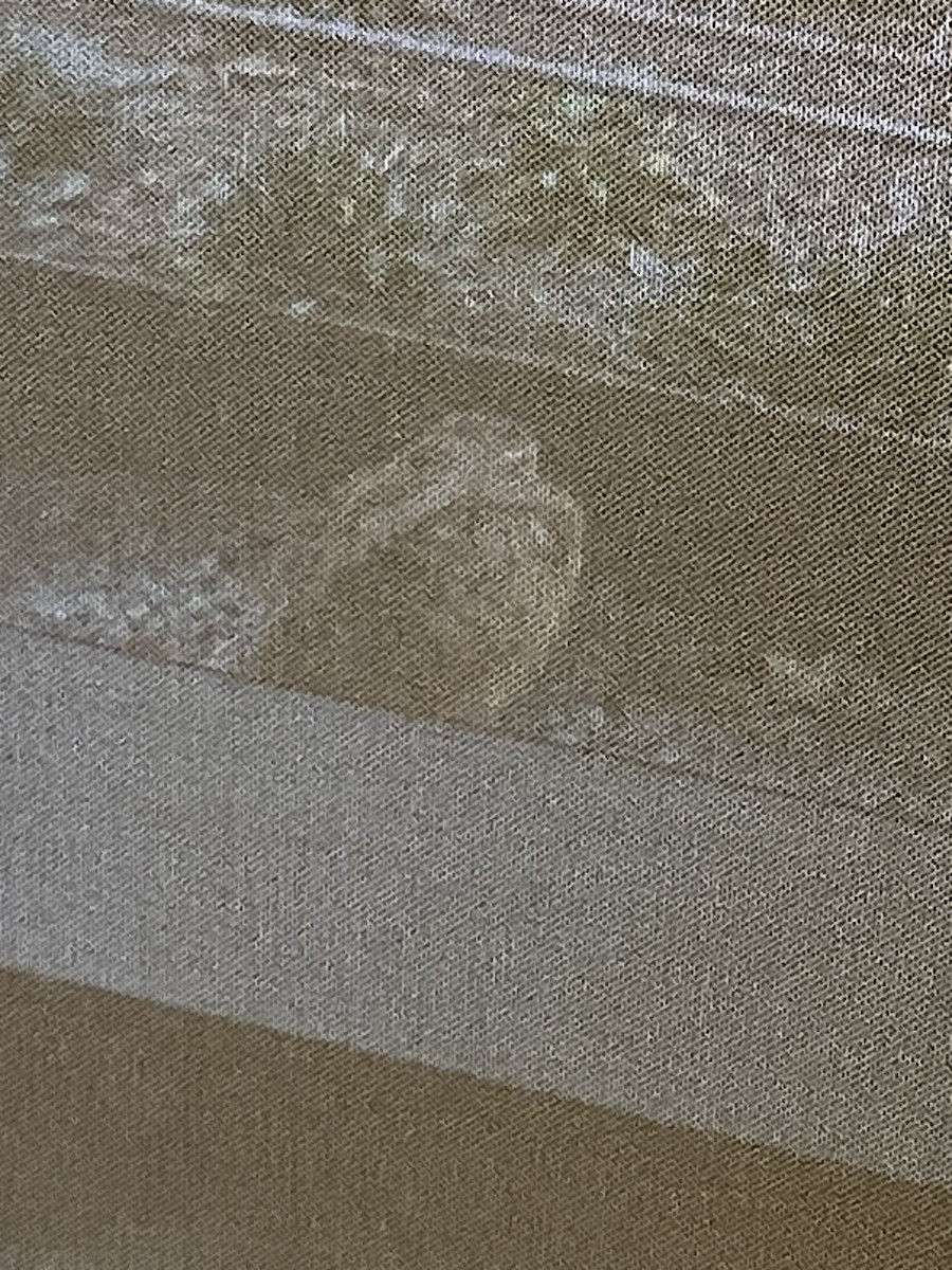 American Woodcock - ML645067681