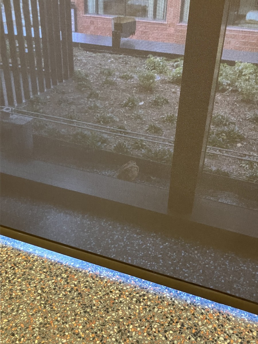 American Woodcock - ML645067682