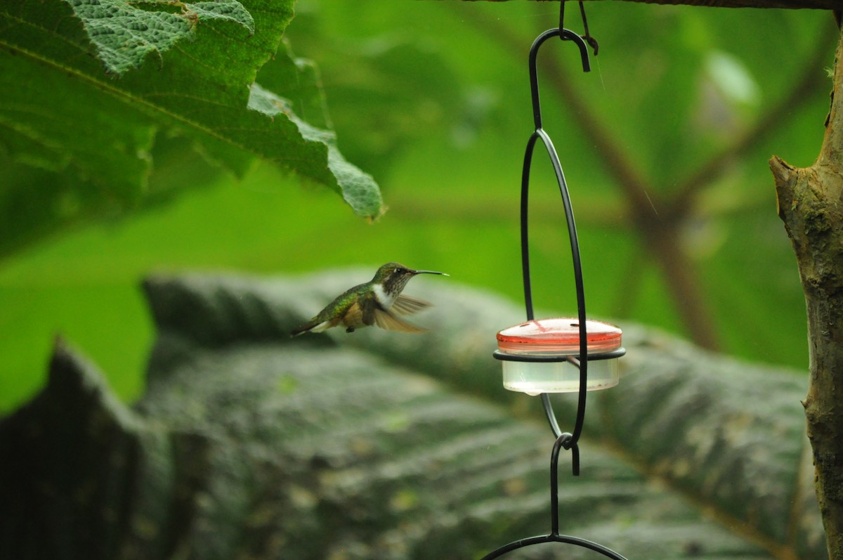 Volcano Hummingbird - ML645067692