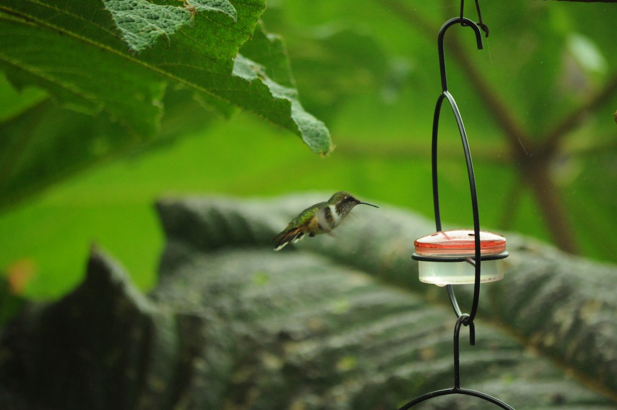 Volcano Hummingbird - ML645067693