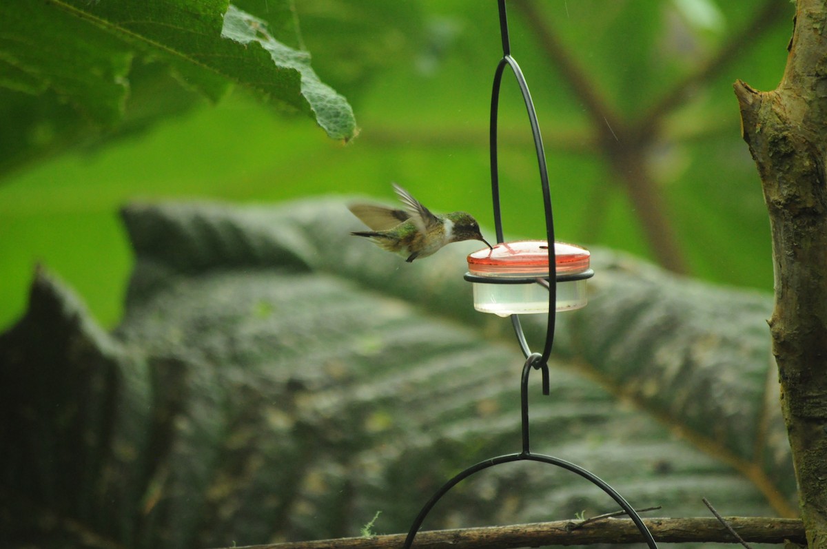 Volcano Hummingbird - ML645067694