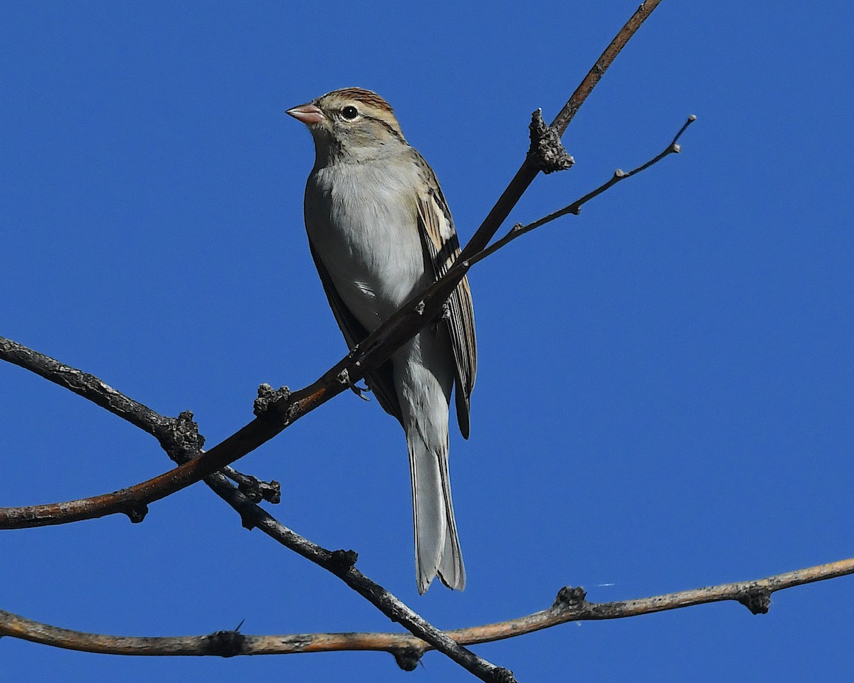 Chipping Sparrow - ML645067700