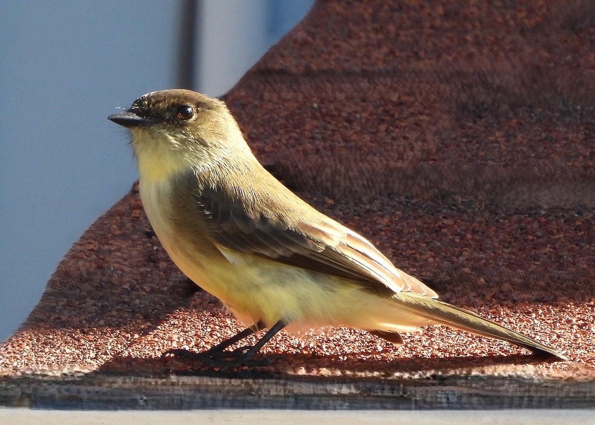 Eastern Phoebe - ML645067709