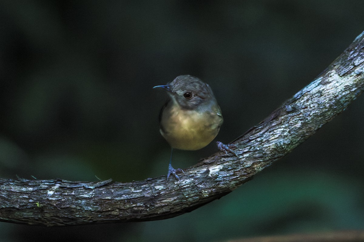 Sulawesi Babbler - ML645067711