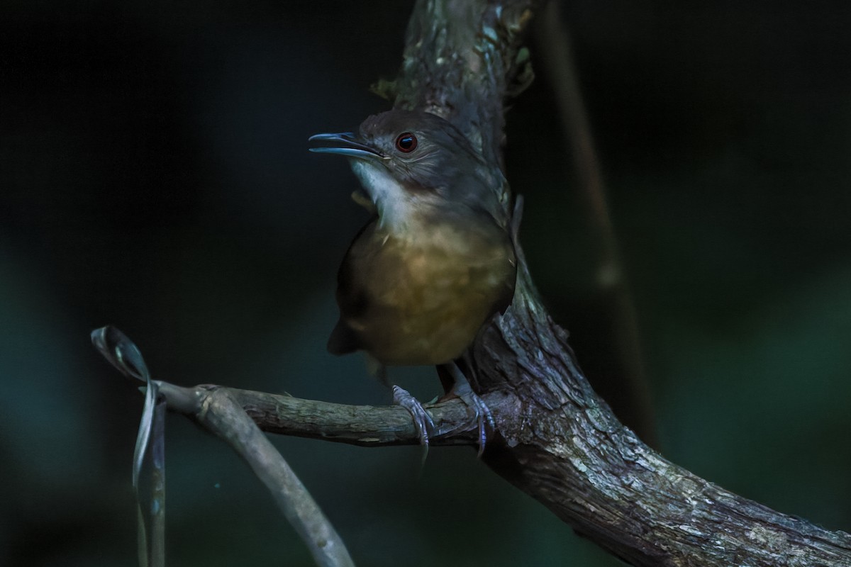Sulawesi Babbler - ML645067712