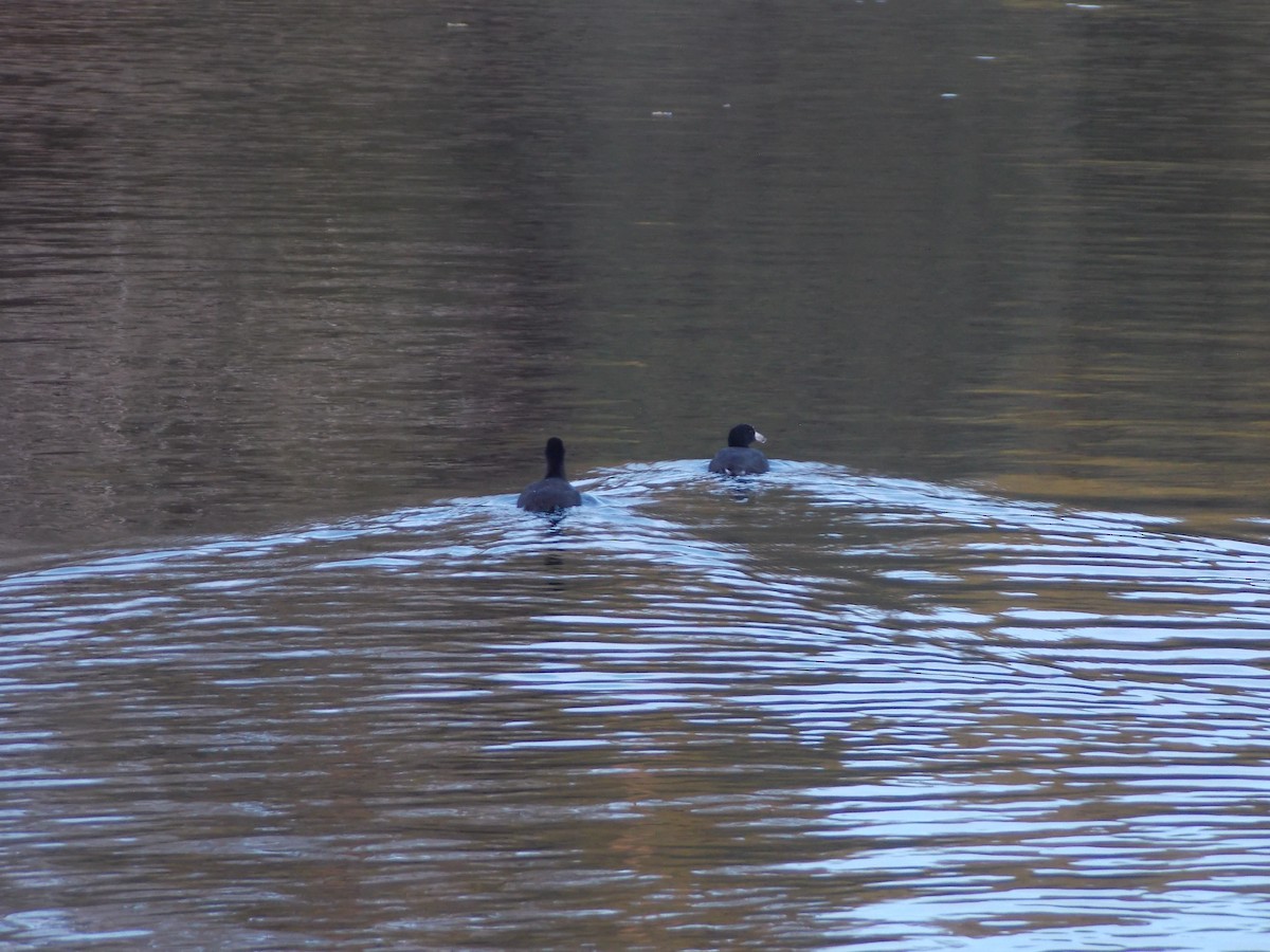 American Coot - ML645067717