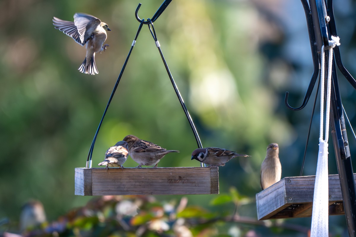 Ağaç Serçesi - ML645067718