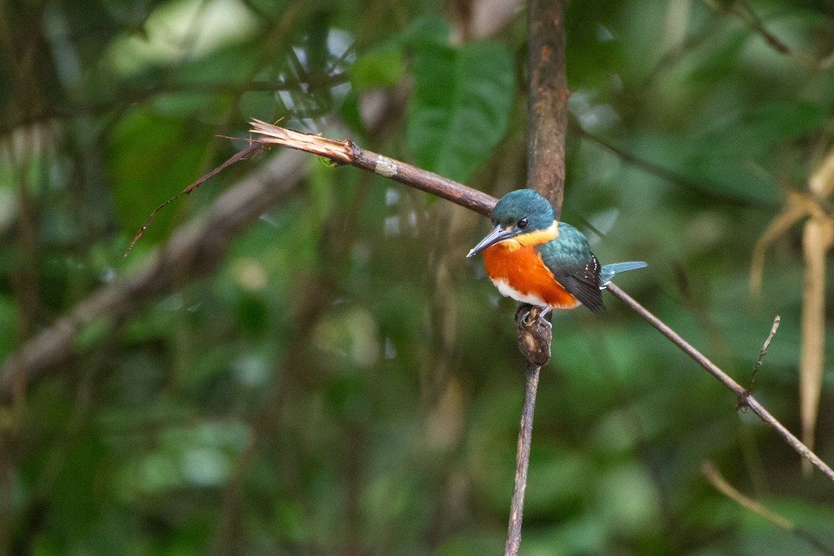 bronseisfugl - ML645067720