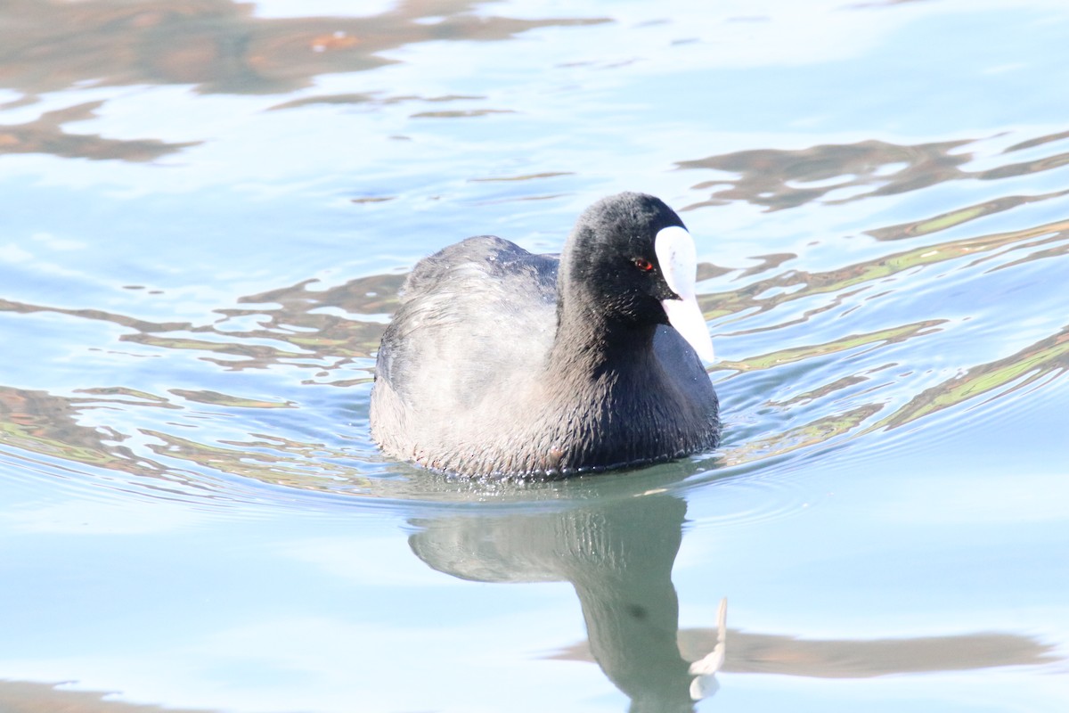 Eurasian Coot - ML645067725