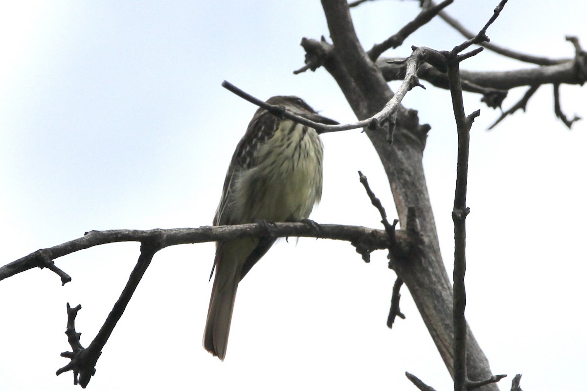 Sulphur-bellied Flycatcher - ML645067726